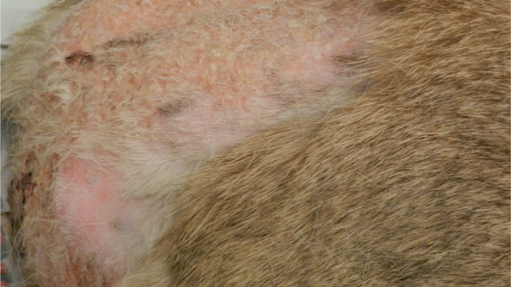 Figure 8. Bacterial pyoderma in a rabbit. While there is extensive ulceration of the skin. The animal was overgrooming at time of examination, although it was felt this sign of pruritus was a secondary change as overgrooming was not noted until later in disease progression. Crusting also appeared secondary to ulceration. Impression smears assisted in identifying bacteria and an associated cellular response. There was a good response to medium-term antibiosis, and an underlying cause was not identified.