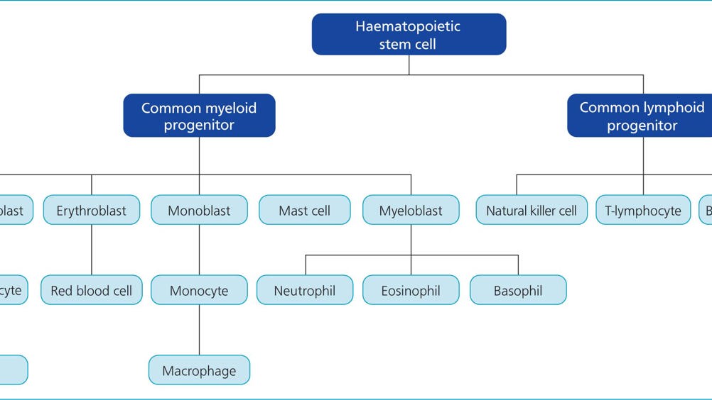 Figure 1. Schematic representation of haematopoiesis.