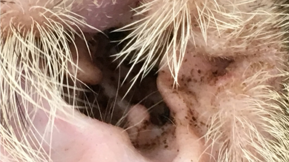 Figure 1. A less common presentation of feline otitis externa.