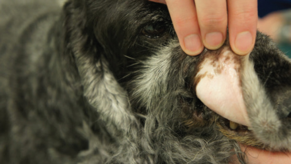 Figure 1. A 5-year-old male entire Cocker Spaniel presented with lethargy and pale mucous membranes. Haematology and blood fill analysis were consistent with a regenerative anaemia.