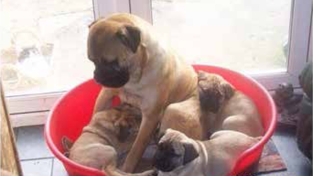 Figure 2. Unless also exposed to an enriched yet not over-stimulating environment, young animals will not benefit from remaining with their mothers for longer periods than would be normal.