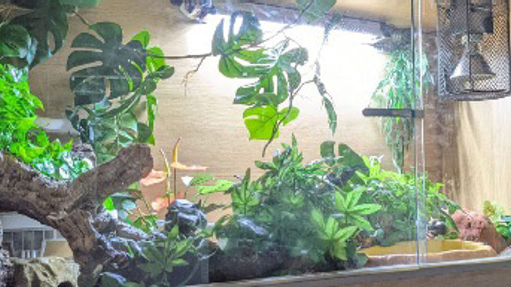 Figure 1. A vivarium enclosure for a royal python (Python regius) showing heat bulb, ultraviolet light, water bowl and ample hides provided by artificial foliage.