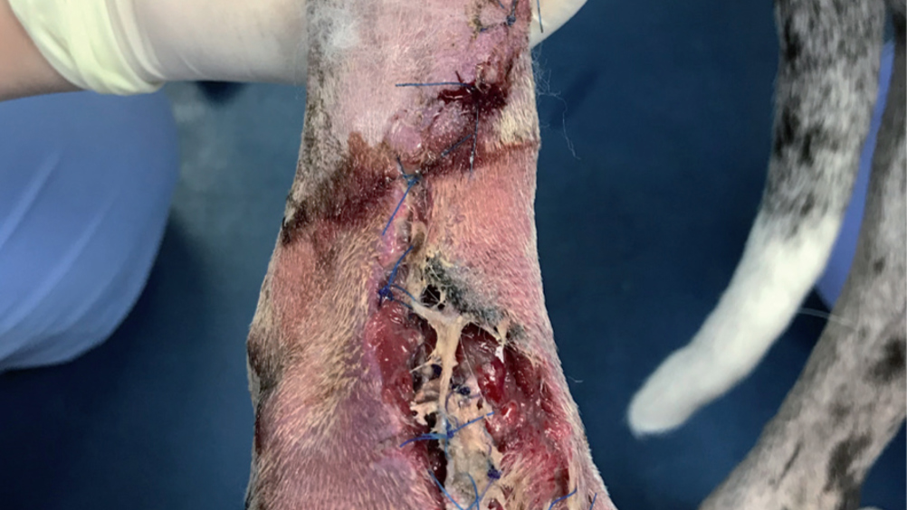 Figure 1. Full surgical wound dehiscence following a toe amputation in a Great Dane diagnosed with osteosarcoma of the amputated toe. Signs of cellulitis can be seen around the hock area distal to the surgical wound dehiscence.