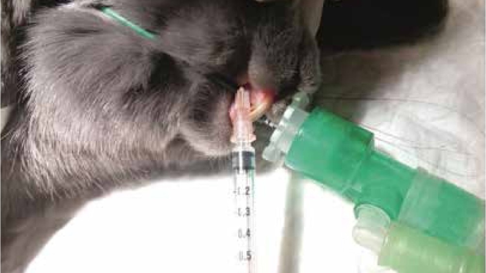 Figure 4. Infraorbital nerve block in a rabbit. Needle inserted at the level of the infraorbital foramen.